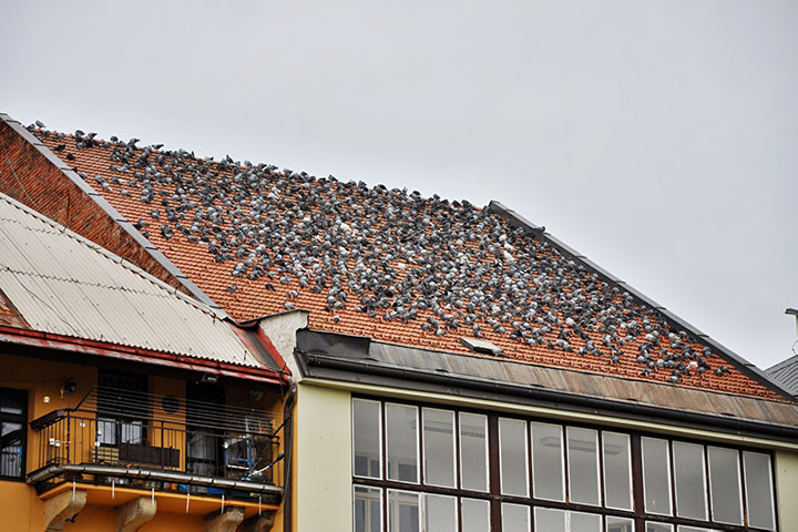 A2B Pest Control are able to install spikes to deter birds from roofs in Poole. 