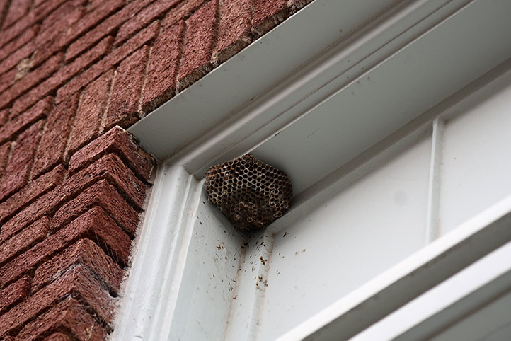We provide a wasp nest removal service for domestic and commercial properties in Poole.